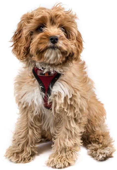 cabapo|Cavapoo Dog Breed & Adoption Information 